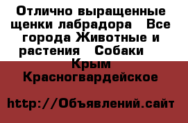 Отлично выращенные щенки лабрадора - Все города Животные и растения » Собаки   . Крым,Красногвардейское